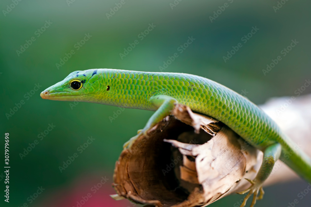 emerald tree skink lizard on the branch emerald tree skink lizard on the branch