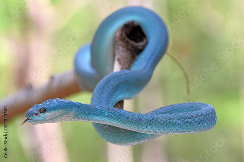 white lipped island pit viper snake, trimeresurus insularis, venomous snakes