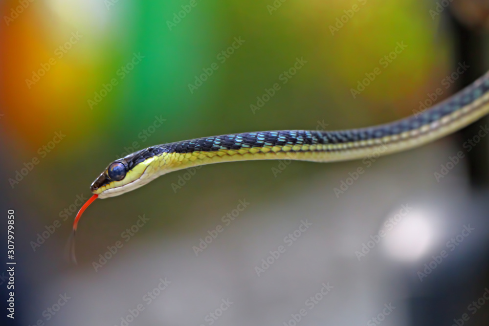 Obraz premium dendrelaphis pictus, painted bronzeback snake, tree snakes