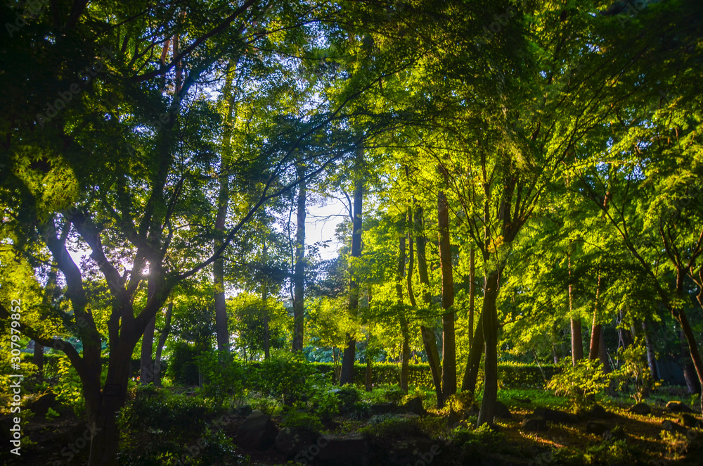 sunset in the forest sunset in the forest