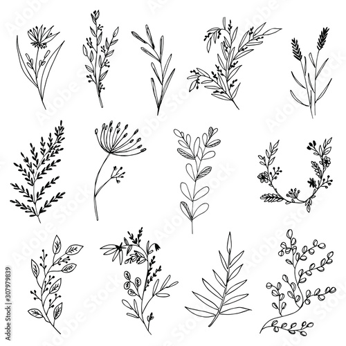 Set of hand-drawn floral elements, plants and flowers. Isolated branches on a white background. Sketchy elements of design. Vector illustrations.
