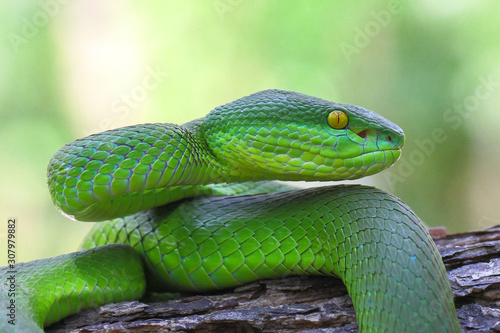 white lipped island pit viper snake, trimeresurus insularis, venomous snakes