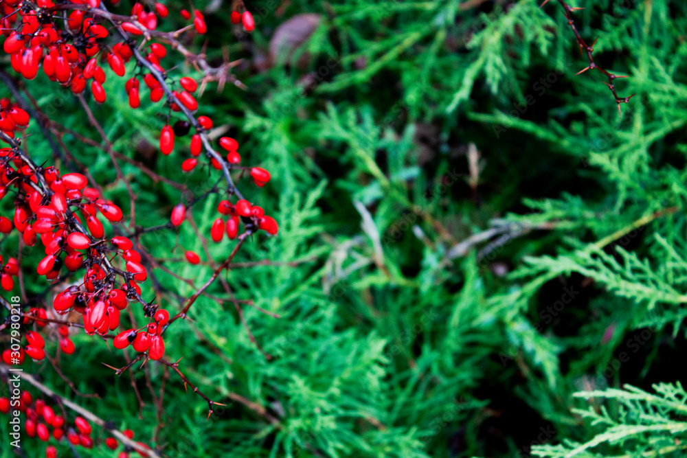 Bright red berries of barberry on a background of green branches of juniper. Bright red berries of barberry on a background of green branches of juniper.