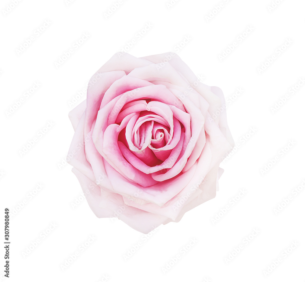 Pink rose flowers top view fresh sweet petal patterns isolated on white background , clipping path Pink rose flowers top view fresh sweet petal patterns isolated on white background , clipping path