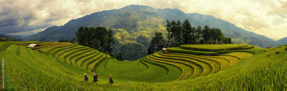Green Rice fields on terraced in Muchangchai, Vietnam Rice fields prepare the harvest at Northwest Vietnam.Vietnam landscapes.