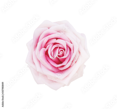 Pink rose flowers top view fresh sweet petal patterns isolated on white background   clipping path