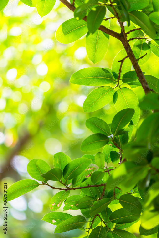 Backlit tree leaves white background.. Backlit tree leaves white background..