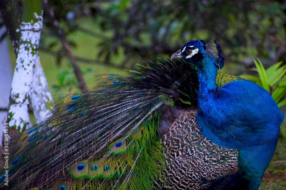 Obraz premium peacock with feathers out