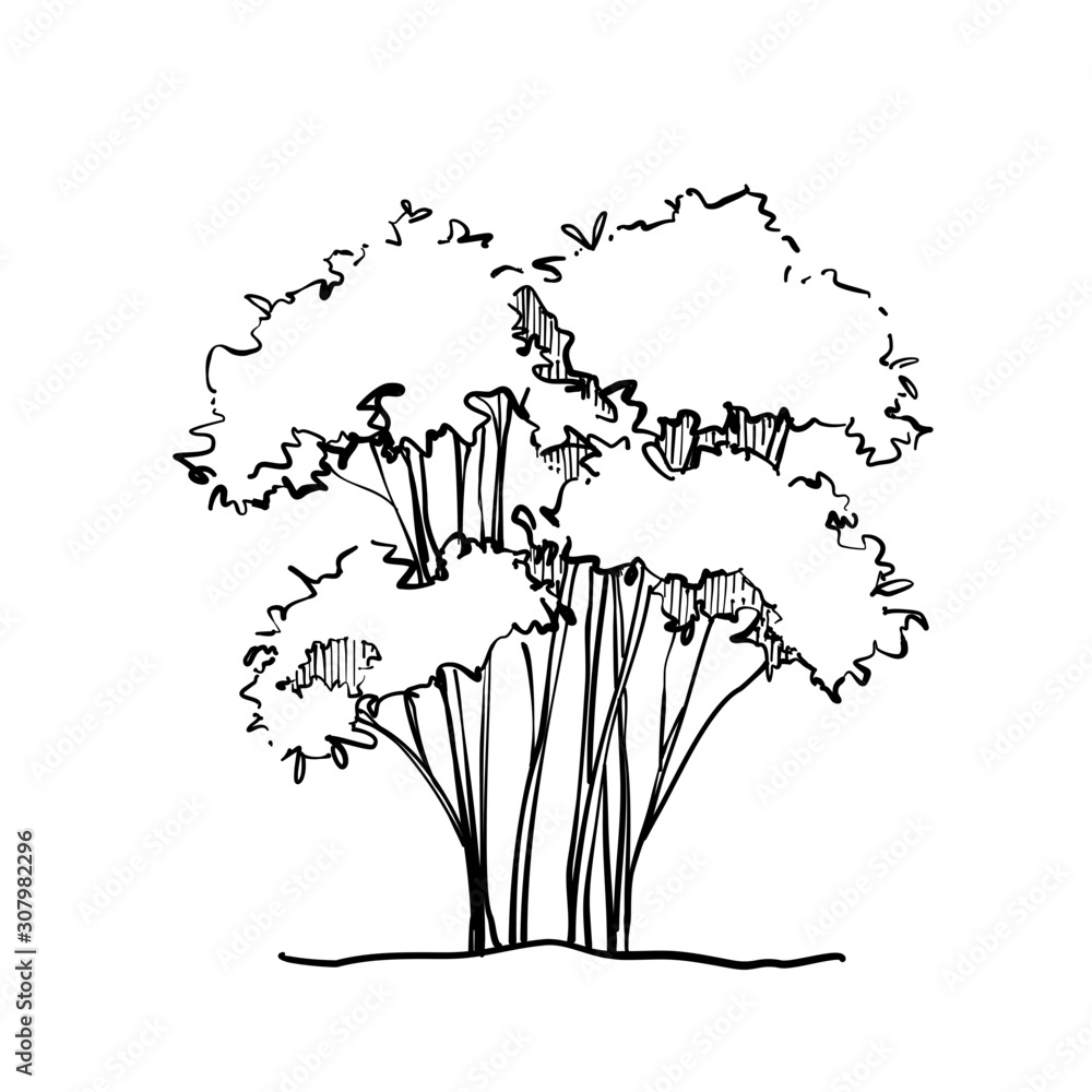 Obraz premium Sketching hand drawn tree Perennial bush ink style outline. 