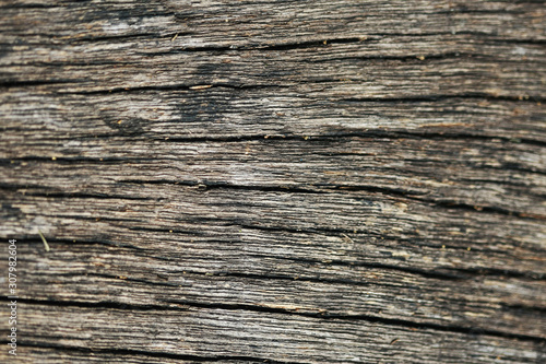 Wooden Bark Texture Background Pattern Wallpaper Close up