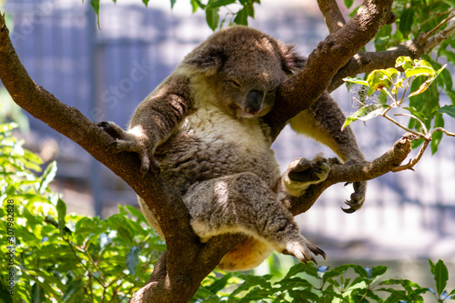 Fototapeta Naklejka Na Ścianę i Meble -   Koala snoozing in a tree