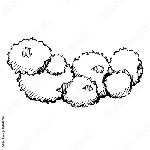 Sketching hand drawn top view tree bush ink style ouline, illustration drawing bush .