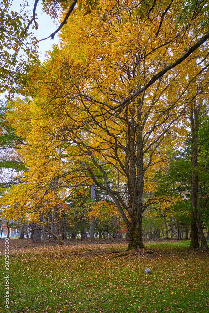 giant yellow ginkgo tree in autumn season of nikko japan