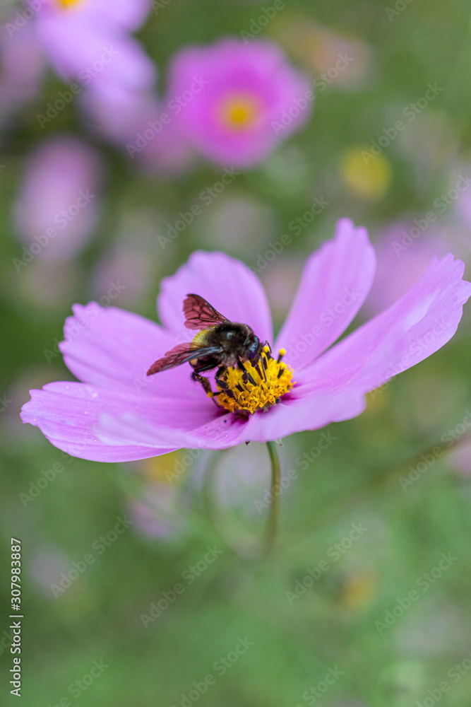 Honey making in progress; honeybee getting the nectar out of the flower Honey making in progress; honeybee getting the nectar out of the flower