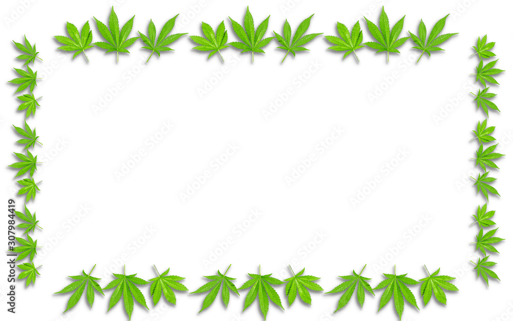 CBD marijuana leaves as border on gradient