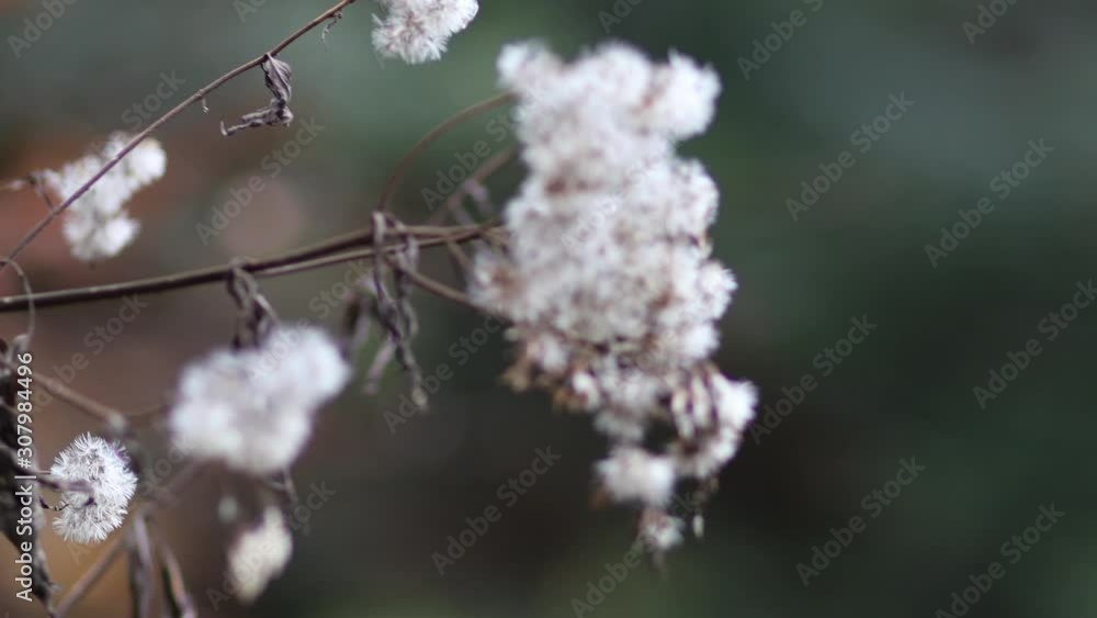 Pine Tree Branch to Fluffy Flower Focus pull Close Up. Autumn. Pine Tree Branch to Fluffy Flower Focus pull Close Up. Autumn.