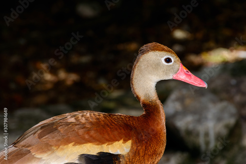 Black-bellied Whistling-Duck (Dendrocygna autumnalis)
