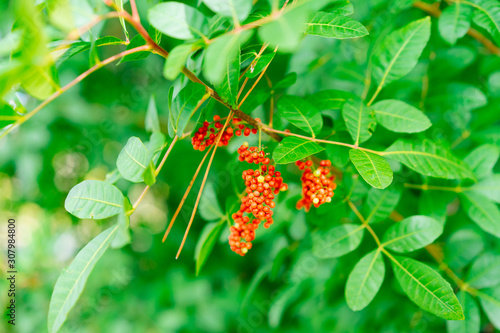 Schefflera arboricola syn. Heptapleurum arboricolum is a flowering plant in the family Araliaceae photo