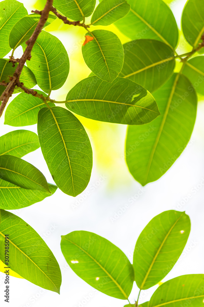 Backlit tree leaves white background.. Backlit tree leaves white background..