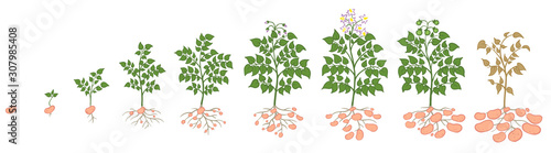 Potatoes plant growing process vegetables plants. Potato growth stages, planting process. Life cycle from seed to ripe infographic.