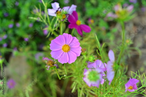 purple Mexican Aster flowers in the garden