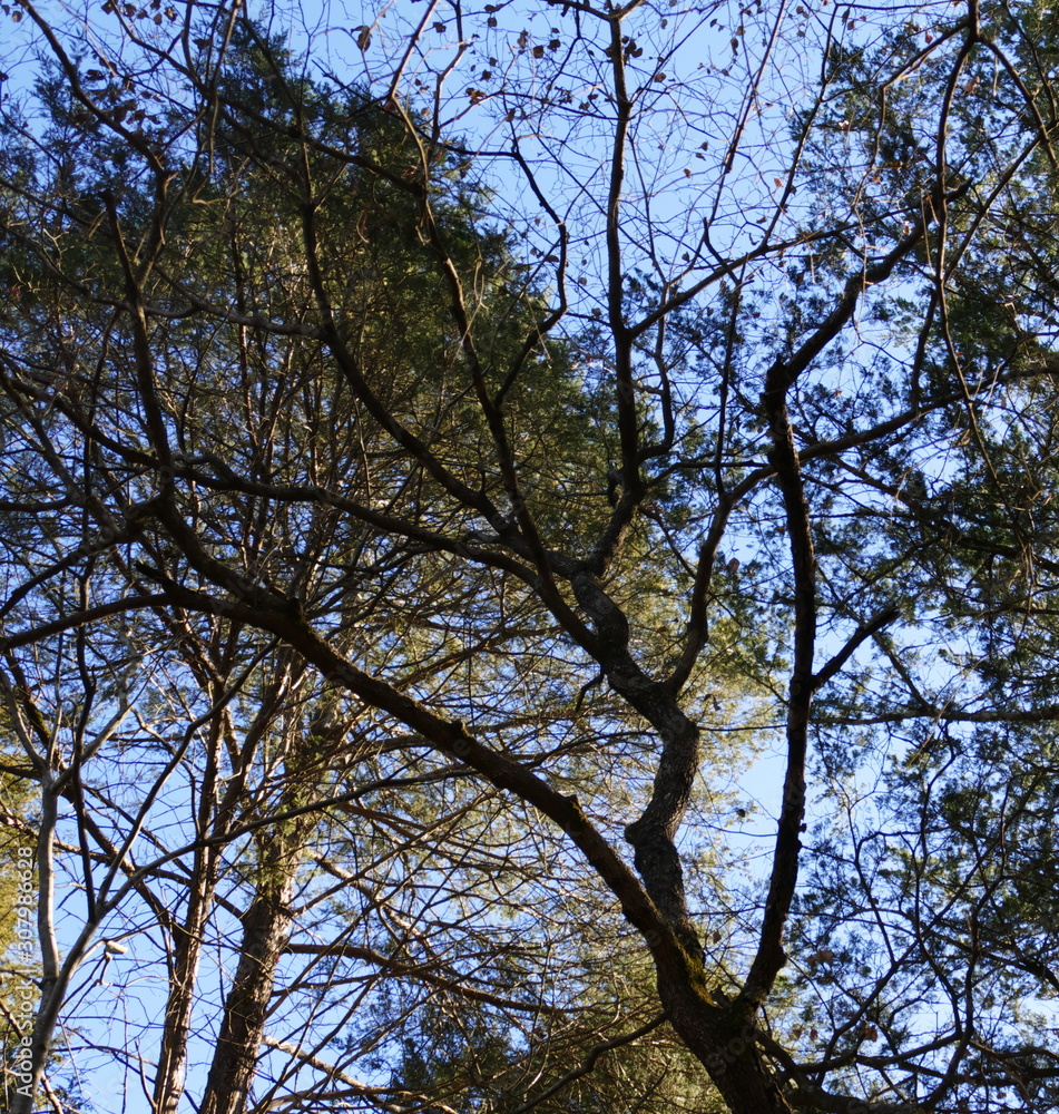old dogwood before pine and cedar old dogwood before pine and cedar