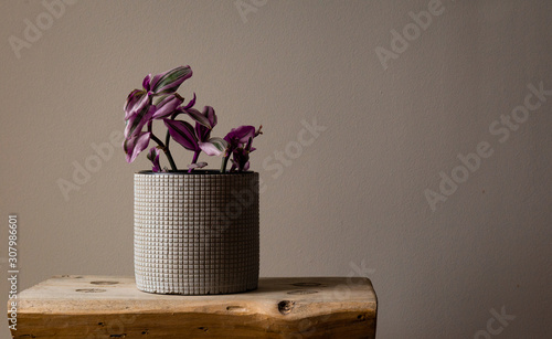 Wide Shot of a Wandering Jew Lilac Against a Grey Background photo