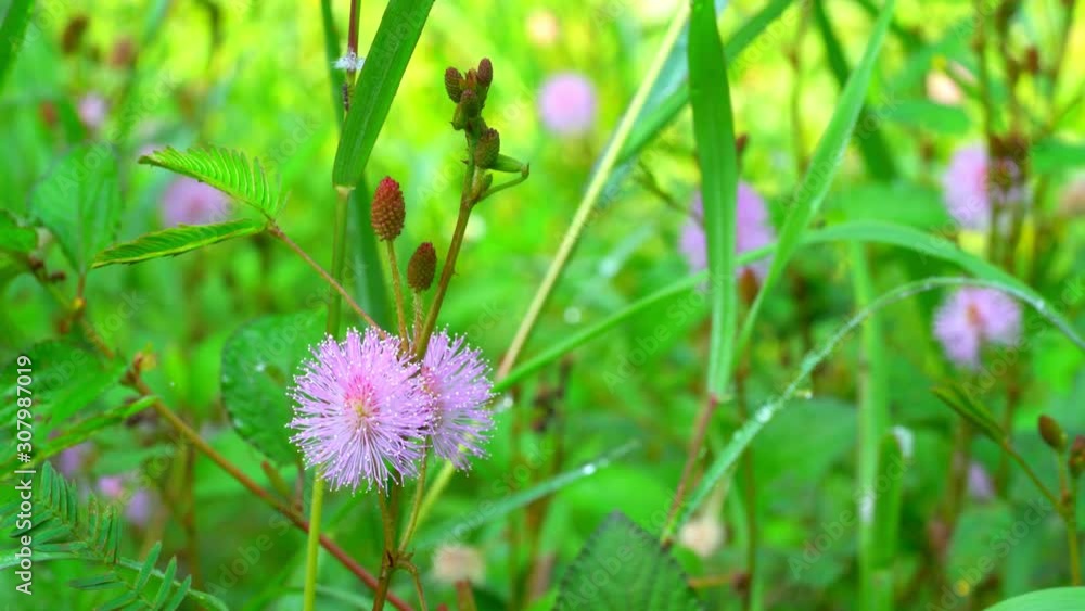 Closeup sensitive plant or Mimosa pudica, sleepy plant in the garden Closeup sensitive plant or Mimosa pudica, sleepy plant in the garden