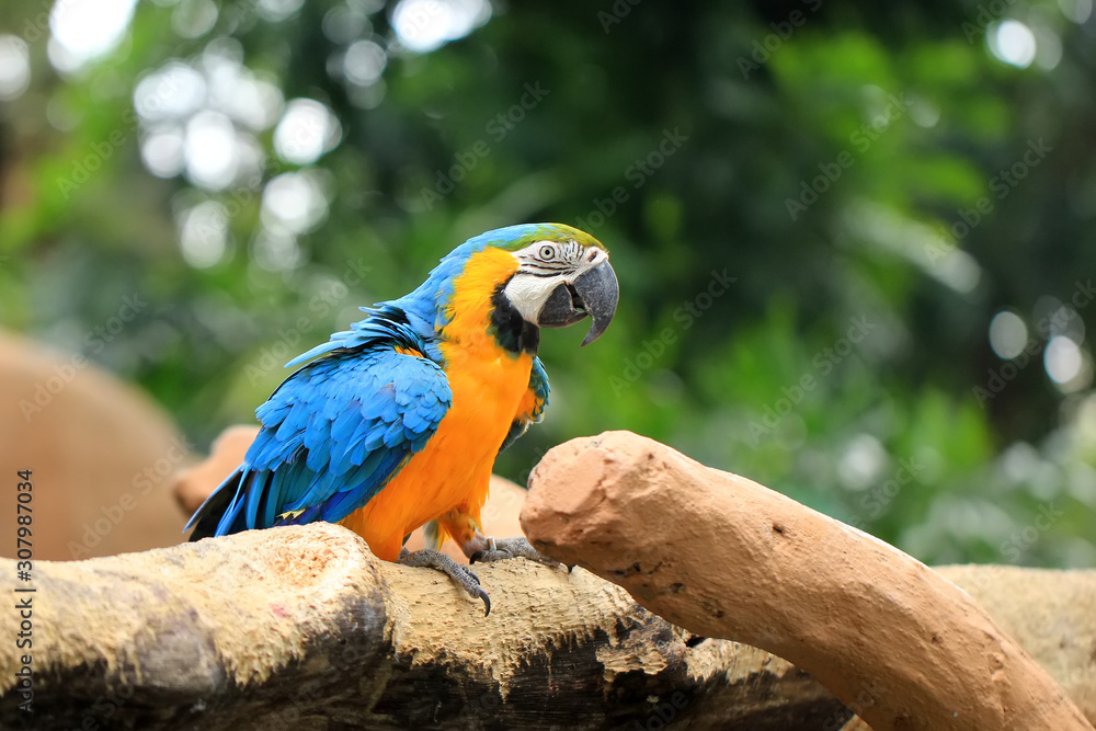 Blue-yellow macaws live wild in animal conservation