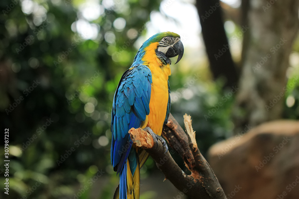 Blue-yellow macaws live wild in animal conservation