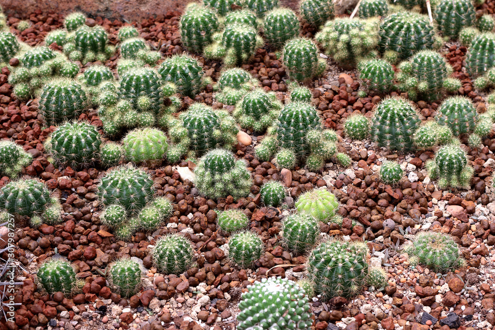 tropical small cactus in botanic garden background tropical small cactus in botanic garden background