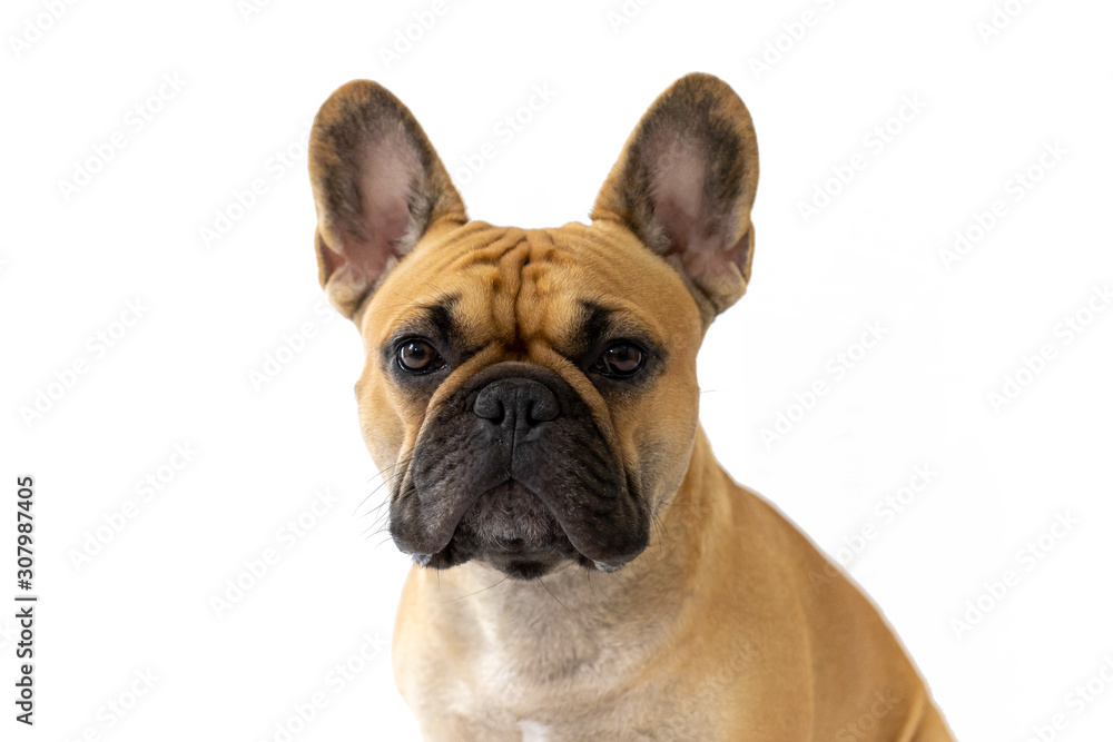 Milo the Frenchie - French Bulldog - White Background