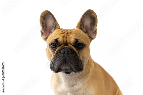 Milo the Frenchie - French Bulldog - White Background © Ivan