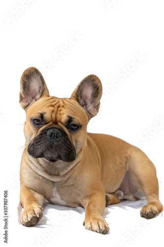 Milo the Frenchie - French Bulldog - White Background - Laying