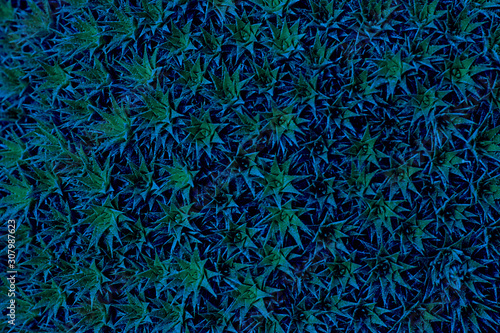 Abrometiella chlorantha cactus pattern closeup. Classic, blue monochrome, trend 2020 photo