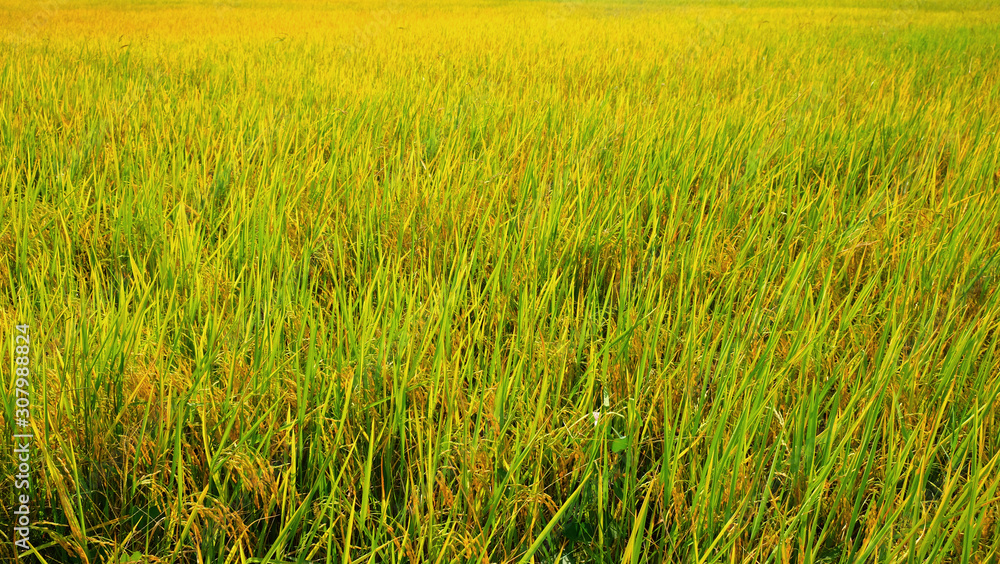 yellow rice in feild for harvest before winter season in thailand.