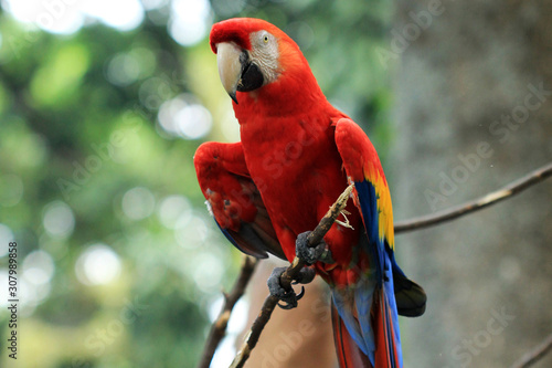 red macaws live wild in animal conservation photo