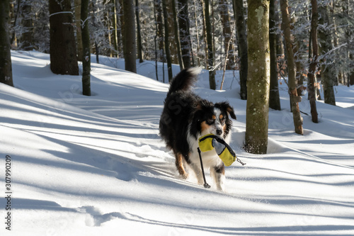 Mini Australian Shepherd, winter, snow