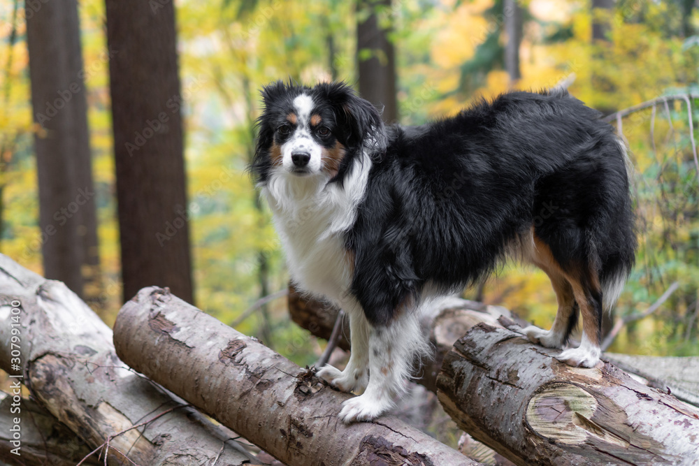 Mini Australian Shepherd, walk in forest, autumn Mini Australian Shepherd, walk in forest, autumn