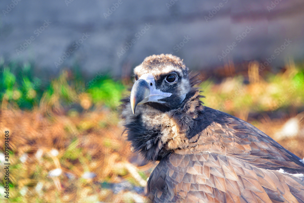 A close-up eagle looks around. A close-up eagle looks around.