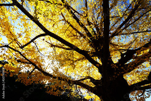 秋の青空の下、黄葉したイチョウ