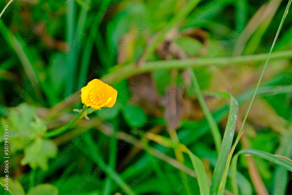 Ranunculus repens (Creeping buttercup), Wild yellow small flower with green leaves background. Ranunculus repens (Creeping buttercup), Wild yellow small flower with green leaves background.
