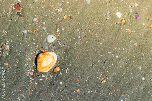 Shells buried in the sand on the beach