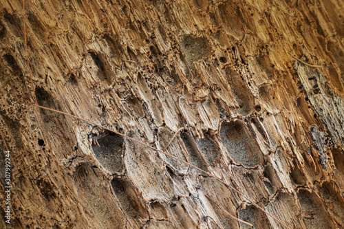 The surface of the dead pine tree fell on the beach.