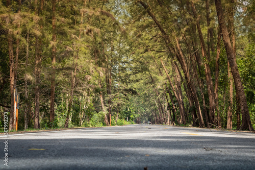Many pine trees lined the roadside.