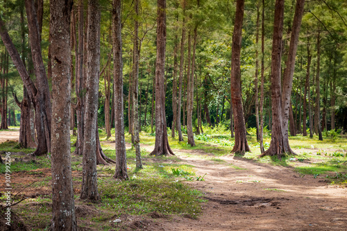Many pine trees are lined up along the road next to the beach.