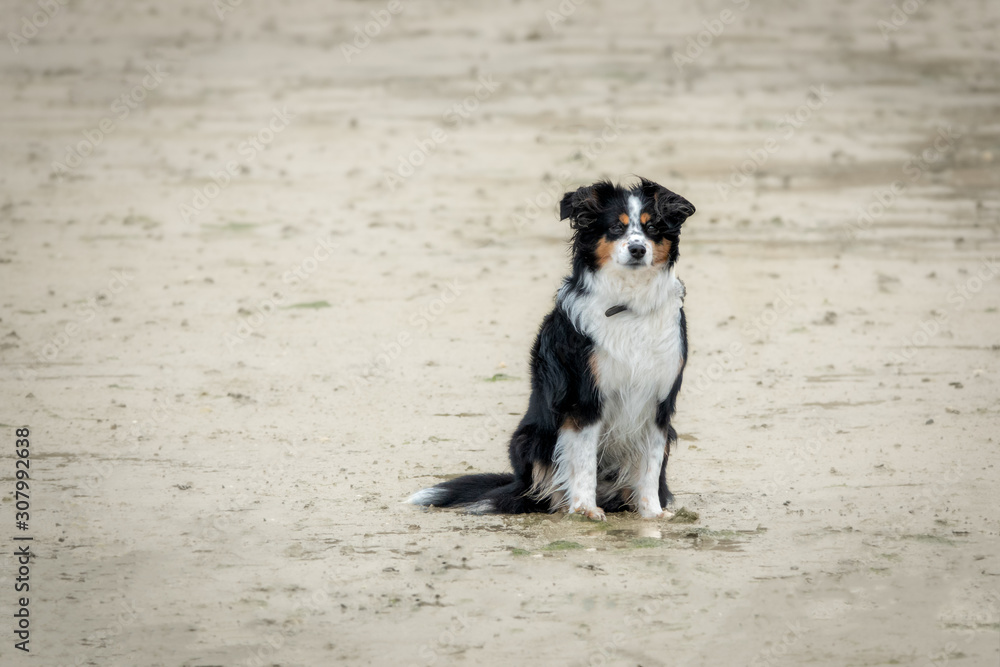 Mini Australian Shepherd, dog on beach