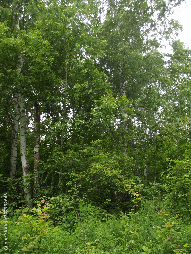  beautiful green trees in summer forest