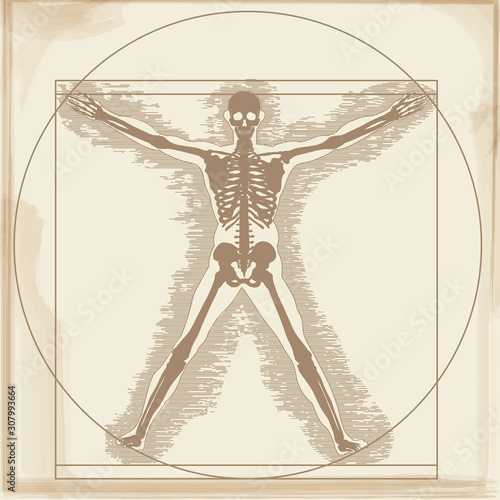 Medical, health, human body, skeleton image illustration. X-ray photo, illustration of a person drawn by Leonardo da Vinci. A beautiful figure, a Vitruvian character.