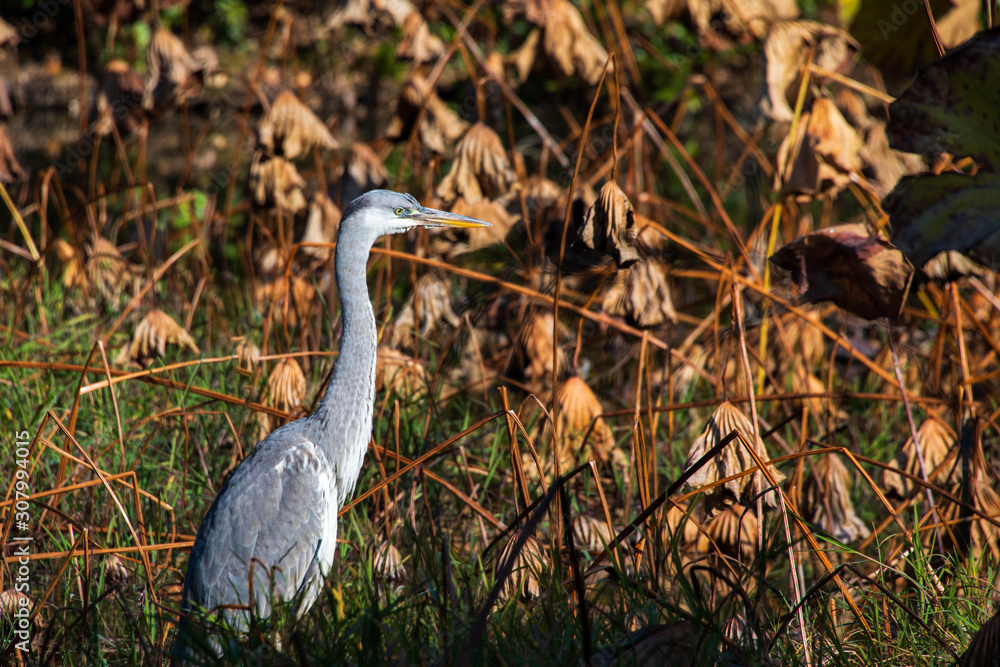 Naklejka premium 鳥